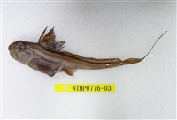 藏品(銀鮫)的圖片